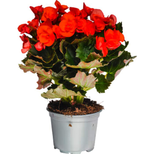 Begonia 12cm kruka Höjd 25cm varierande färger