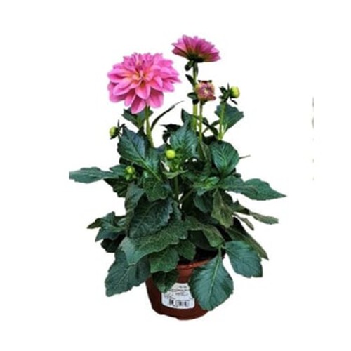 Dahlia 13cm