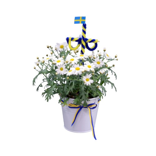 Arr Margerit Midsommar 12,5cm x10