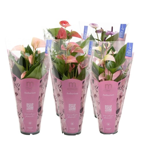 Anthurium M röd