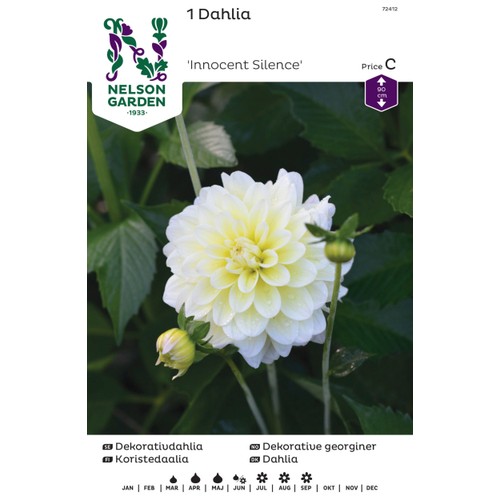 Vårlök Dekorativdahlia Hög Gul 1st Nelson Garden