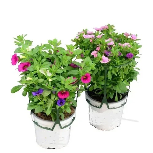 Hängpetunia Rainbow 12 cm