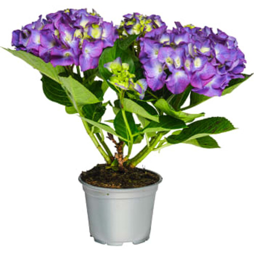 Hortensia 4-grenad 13cm kruka varierande färger ICA