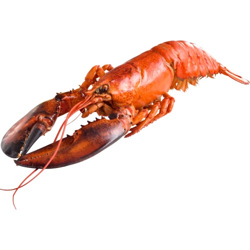Amerikansk hummer