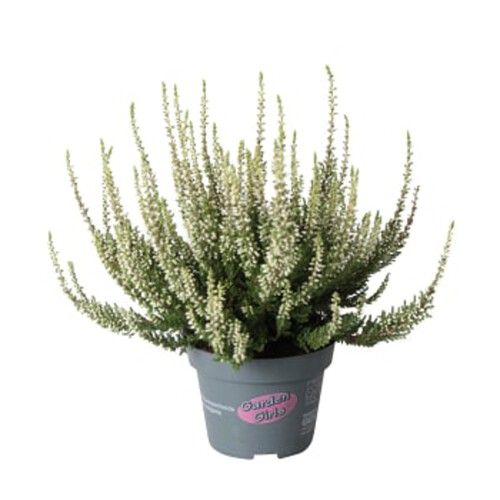 Ljung Calluna vit 10,5 cm