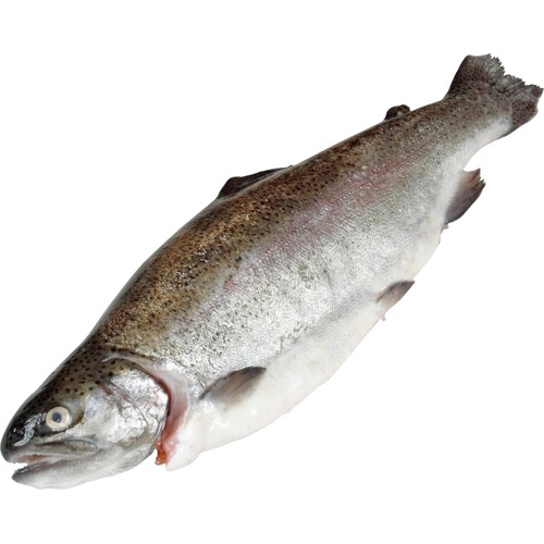 Hel regnbågslax