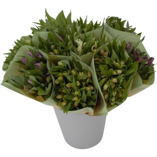 Alstromeria 7 pack