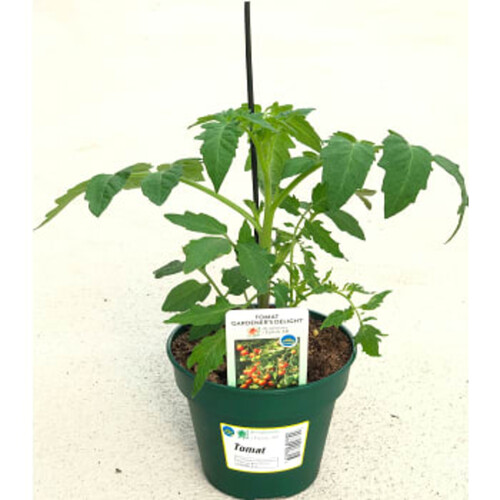 Tomatplanta varierande sorter och färger 12cm kruka Höjd 25cm