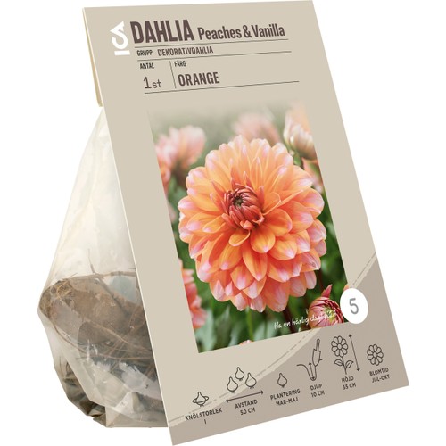 Dahlia Peaches & Vanilla ICA Garden