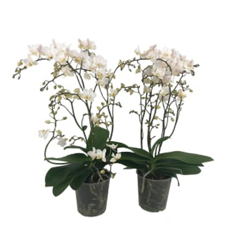 Phal orkidé 12cm