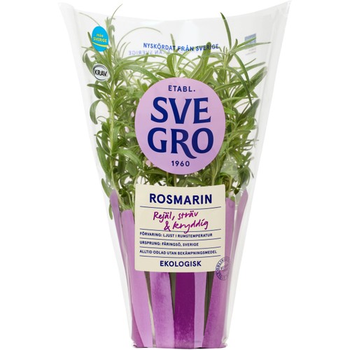 Rosmarin i kruka Ekologisk 1-p KRAV Svegro