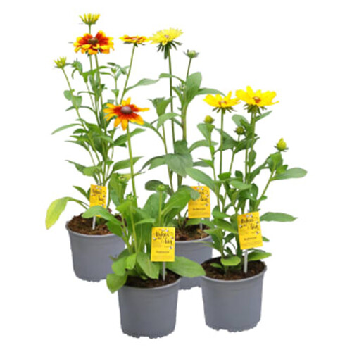 Rudbeckia 17cm ICA Älskas av bin