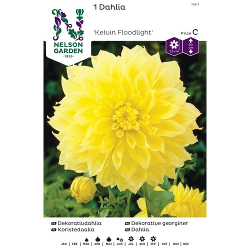 Vårlök Dekorativdahlia Hög 1st Nelson Garden