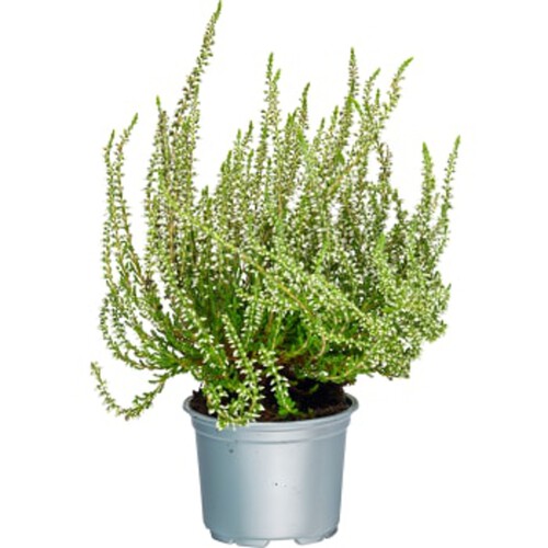 Ljung Calluna vit 10,5 cm