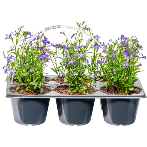 Sommarplant 6-pack