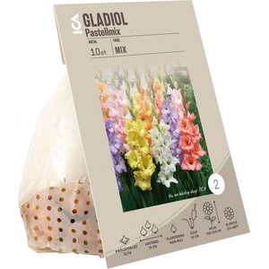 Gladiolus Pop Art Butterfly Rosa ICA Garden