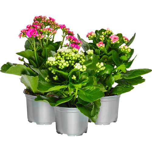 Kalanchoe 10,5cm mix ICA x12