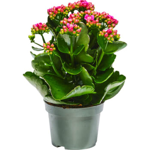 Kalanchoe RB 10,5cm mix