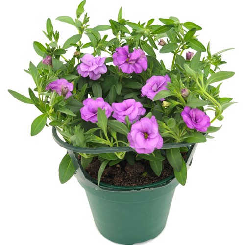 Hängpetunia dubbelblommande 12cm kruka Höjd 21cm lila