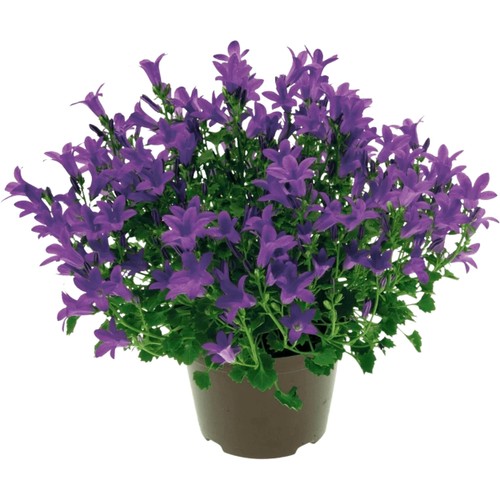 Campanula blå 10,5cm