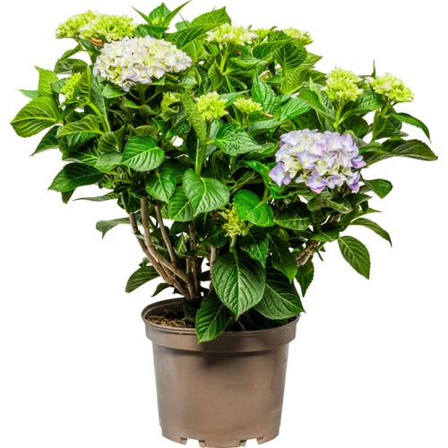 Trädgårdshortensia 21cm