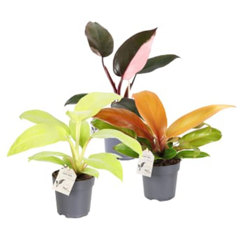 Philodendron Special Mix 11cm