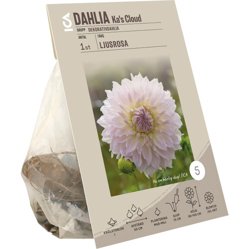 Dahlia Ka's Cloud