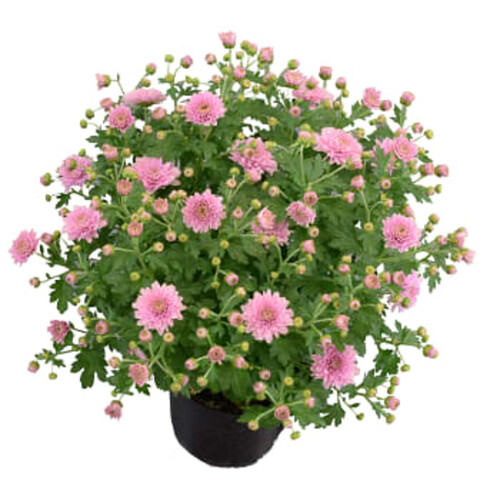 Bollkrysantemum Rosa 15cm