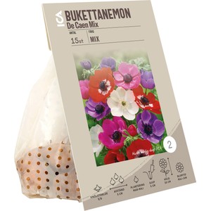 Anemon De Caen mixade färger ICA Garden