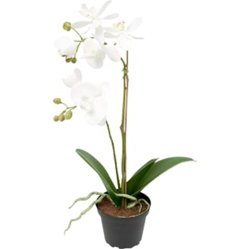 Phalaenopsis Vit 45cm Konstväxt 1-p