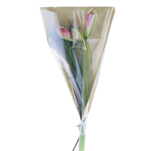 Amaryllis+gr mix