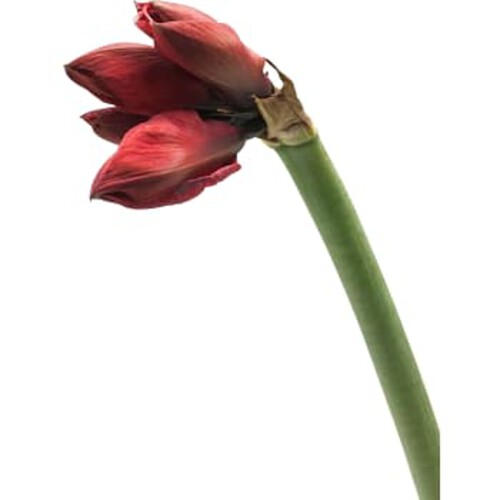 Amaryllis singel 1-p 80cm röd