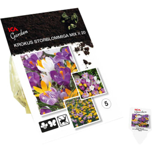 Krokus Largeflowerin Mix 20-p ICA Garden