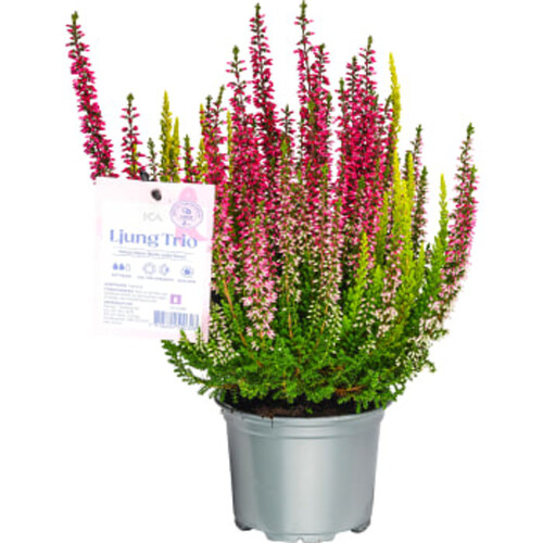 Ljung Calluna Trio Rosa Bandet 11 cm