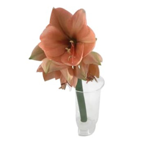 Amaryllis med grönt 1-p 60cm röd