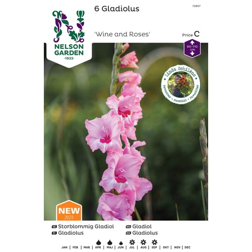 Vårlök Gladiol Storblommig Rosa 1st Nelson Garden