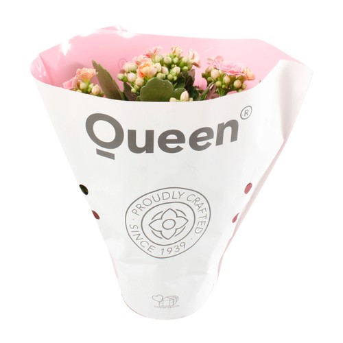 Kalanchoe dubbelblommande 10,5cm kruka Höjd 26cm rosa
