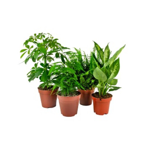 Gröna växter, 12cm varierande sorter