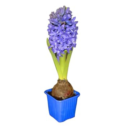 Hyacint blå 1-p