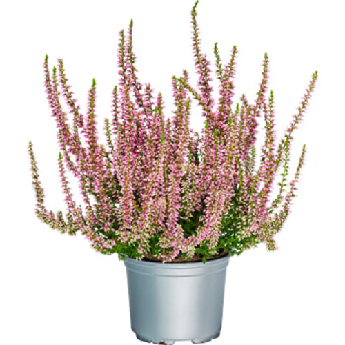 Ljung Calluna Rosa 10,5 cm