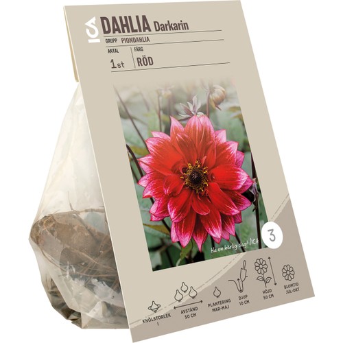 Dahlia park Darkarin Röd