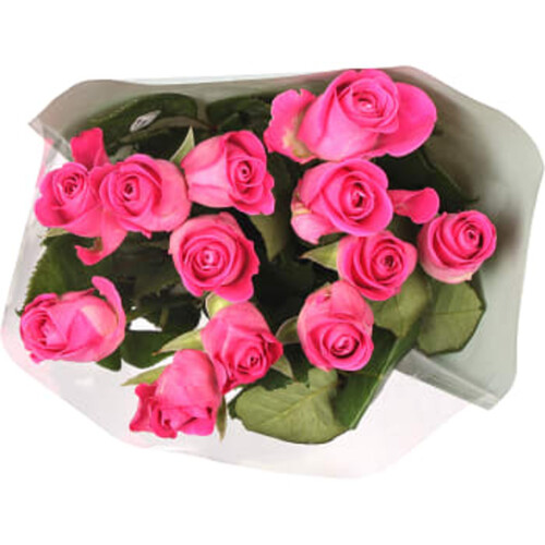 Rosor 12-p 50cm Fairtrade rosa ICA