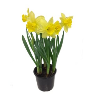 Påsklilja Carlton 13 cm kruka 20 cm hög