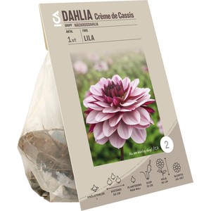 Dahlia Creme de Cassis lila/rosa ICA Garden