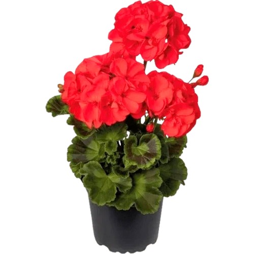 Pelargon zonale röd 12 cm