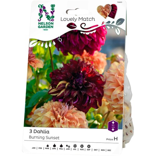 Vårlök Dahlia Burning Sunset Lovely Match 1st Nelson Garden