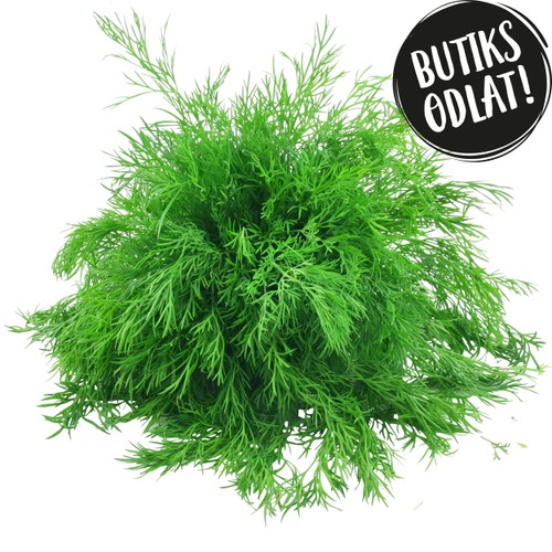Dill 60g Butiksodlad