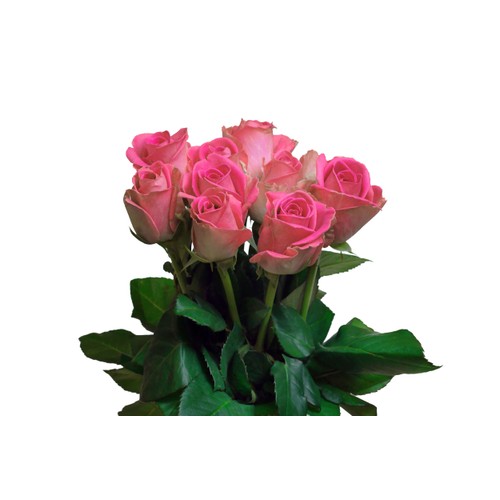 Rosor Varierande färger 40cm 10-p