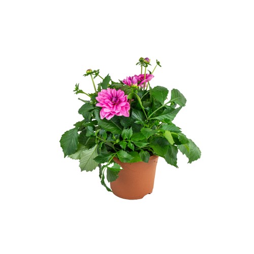 Dahlia