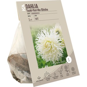 Dahlia crispa Tsuki Yori No Shisha ICA Garden